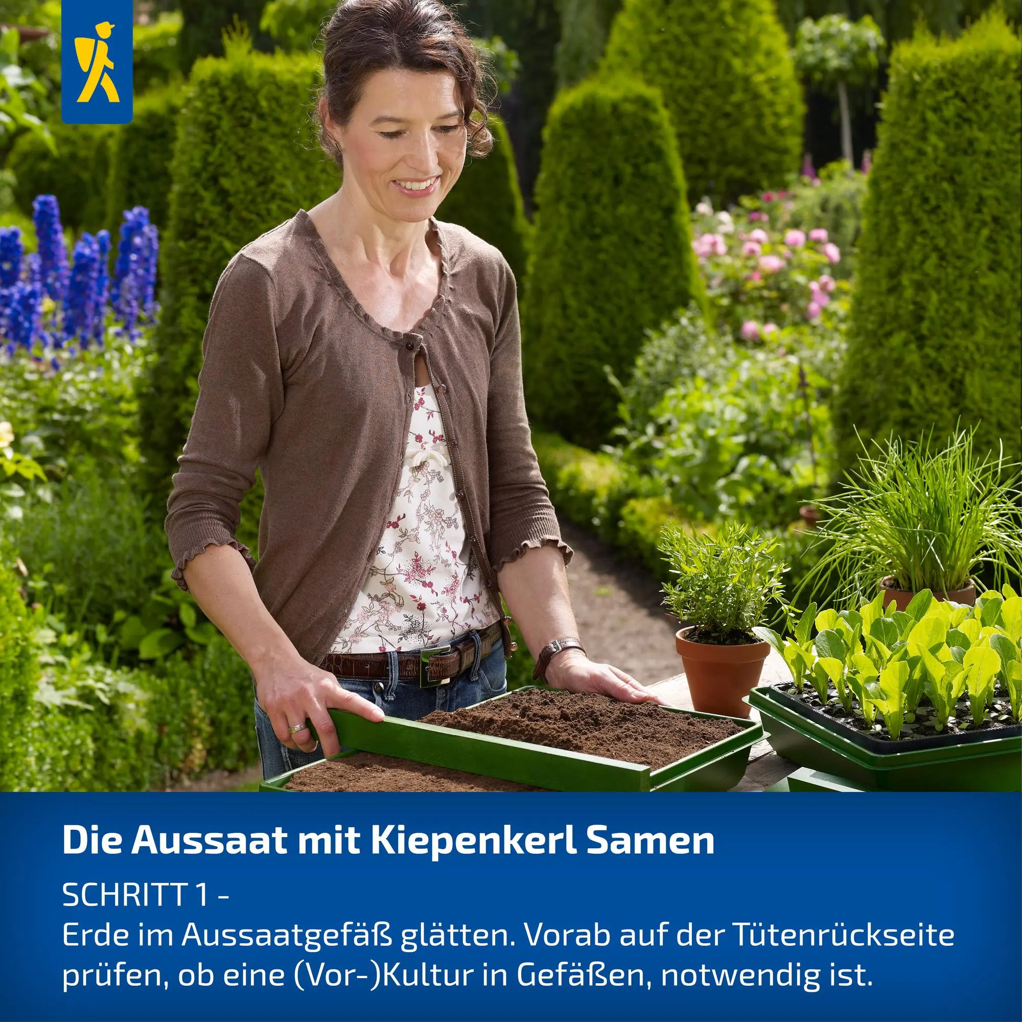 Zuckermaissamen Sprinter – Bild 6