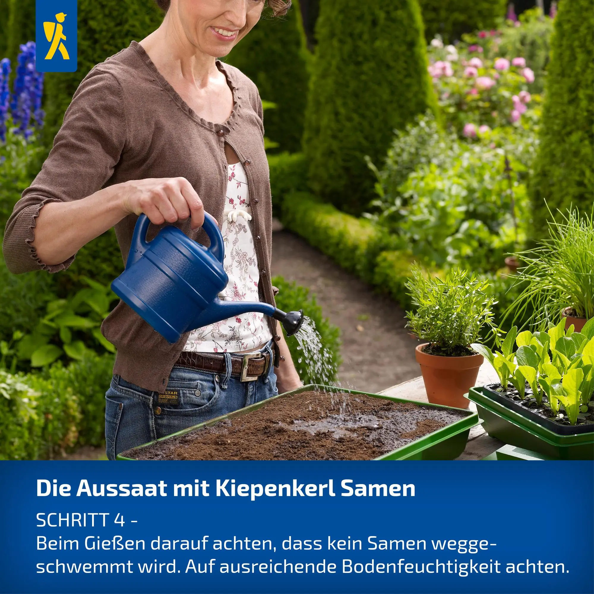 Zuckermaissamen Sprinter – Bild 9